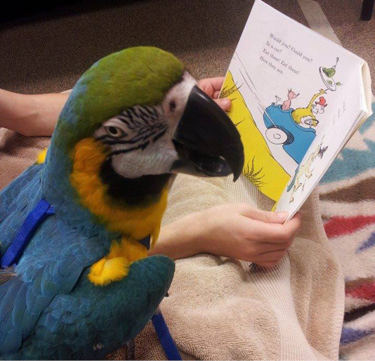 Would you, could you, with a bird? Buddy the macaw in action at Red Mountain Library in Mesa, Arizona. Photo courtesy Paws 2 Read, Arizona.