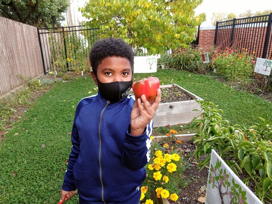 Harvesting the ripe vegetables that they helped to plant is a favorite activity for local children at the Warrensville Heights Branch of CCPL. Here Jaxon displays a sweet red pepper he has just picked.