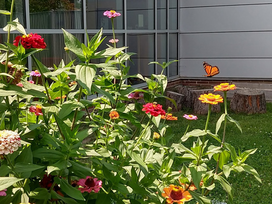 A Monarch butterfly sipping nectar from zinnias is a new and welcome sight for apartment-dwelling customers visiting the library garden at CCPL’s Warrensville Heights Branch.