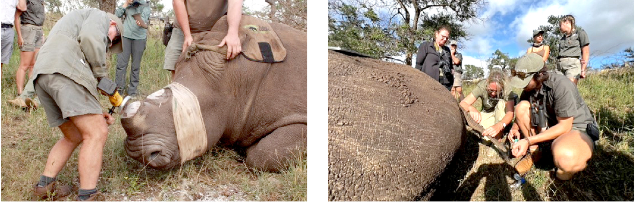 CBCC authors on their trip to South Africa get up close and personal with rhinos.