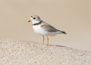 Adult Piping Plover