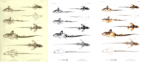 Comparison of various color and bitonal images on the digital copies of Chimeroid Fishes