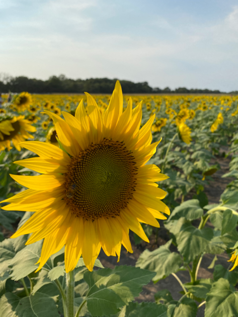 Sunflower photo taken with iPhone 11 Pro